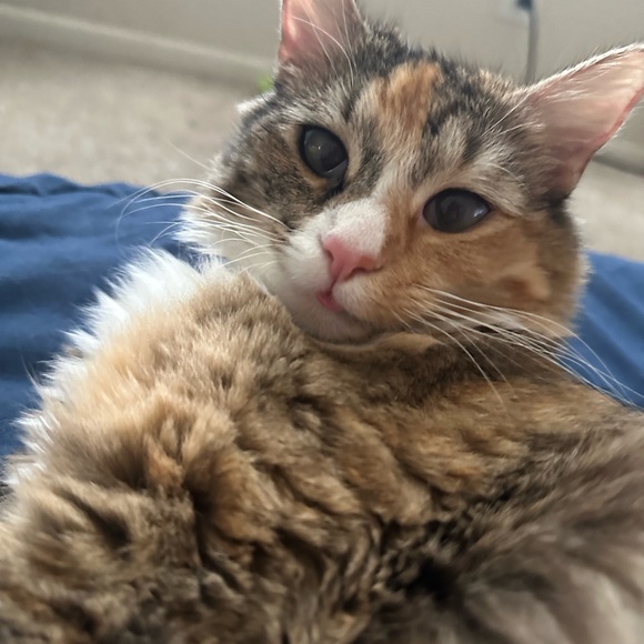 Meet your Posher, Jacie - Picture 5 of 5